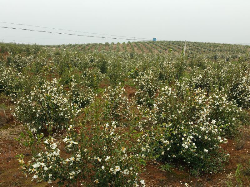 孟冬的油茶花，素裹群山嬌艷